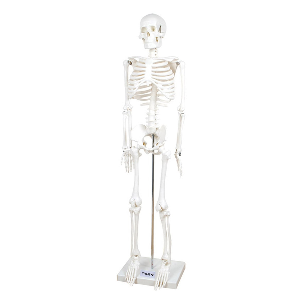 Schelet uman la jumatate de scara, 85 cm, TickiT